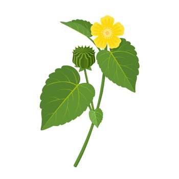 Vector illustration, Atibala or Indian Mallow, scientific name Abutilon Indicum, isolated on white background.