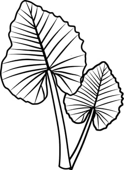 Caladium Plant Lineart vector