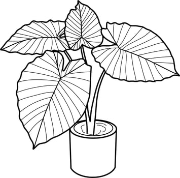 Caladium Plant Lineart vector