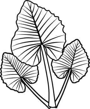 Caladium Plant Lineart vector