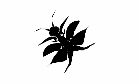 vector illustration, insect silhouette. winged insects or ants. isolated white background