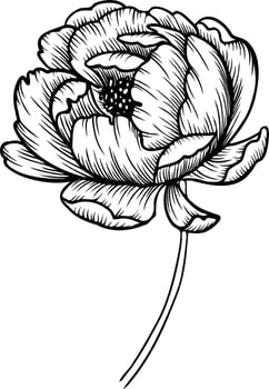 Line art vector peony flowers illustration. outline peonies drawing,