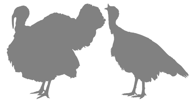 Pair of Turkey Silhouette for Art Illustration, Pictogram or Graphic Design Element. The Turkey is a large bird in the genus Meleagris. Format PNG
