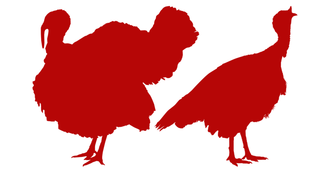 Pair of Turkey Silhouette for Art Illustration, Pictogram or Graphic Design Element. The Turkey is a large bird in the genus Meleagris. Format PNG