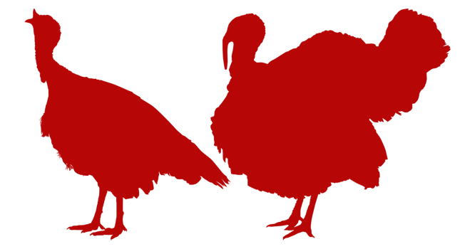 Pair of Turkey Silhouette for Art Illustration, Pictogram or Graphic Design Element. The Turkey is a large bird in the genus Meleagris. Format PNG