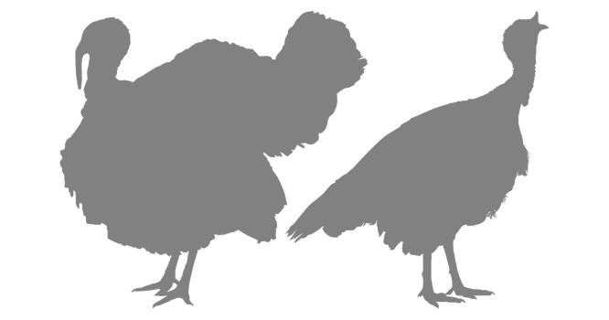 Pair of Turkey Silhouette for Art Illustration, Pictogram or Graphic Design Element. The Turkey is a large bird in the genus Meleagris. Format PNG