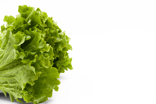 Green lettuce with beautiful juicy leaves on a transparent background. Texture. PNG. Photo in high quality png