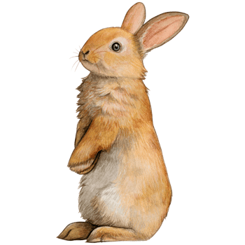 Watercolor and drawn realistic bunny png