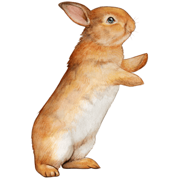 Watercolor and drawn realistic bunny png