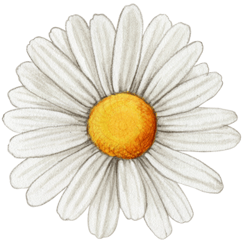watercolor realistic daisy png