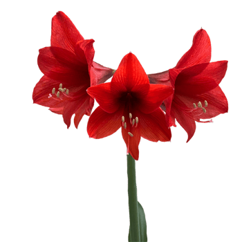 hippeastrum red lion png
