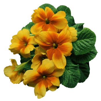 Primula elatior flower png