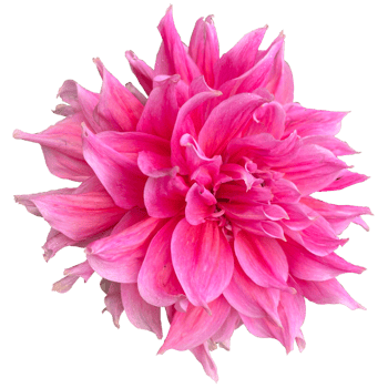 Dahlia pinnata flower png