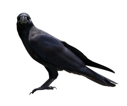 crow or raven isolated png