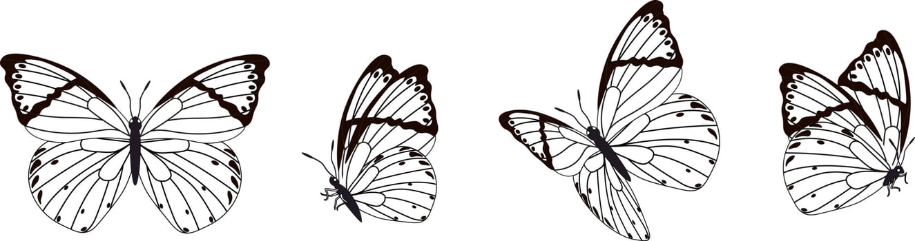 Butterfly silhouette in 4 options vector in isolated background