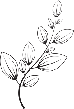 botanical line art png