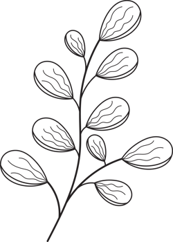 botanical line art png