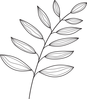 botanical line art png