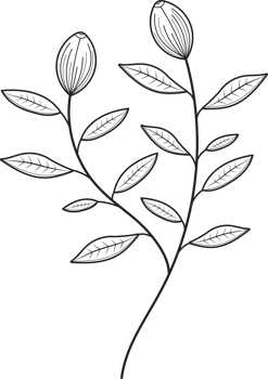 botanical line art png