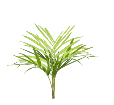 Green palm leaf on transparent background. png