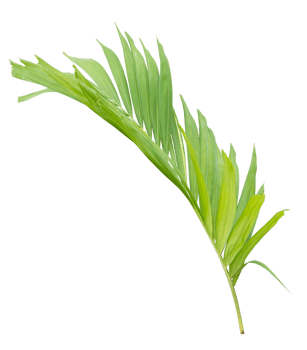 Green palm leaf on transparent background. png