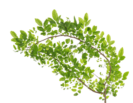 Green leaves and branches on transparent background png