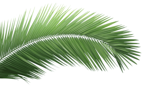 Green palm leaf on transparent background. png