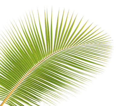 Green coconut leaf on transparent background png