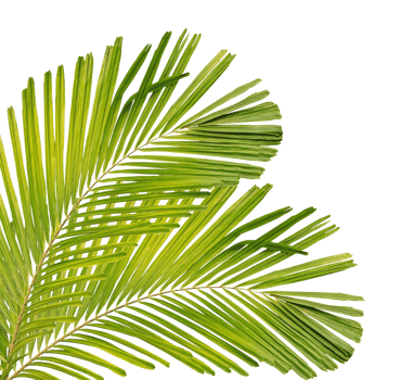 Green palm leaf on transparent background. png