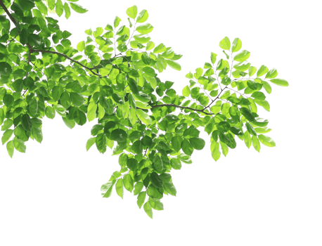 Green leaves and branches on transparent background png