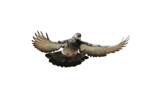 Pigeon in flight on transparent background. png