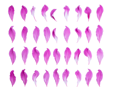 Pink bauhinia petal isolated on transparent background - PNG File