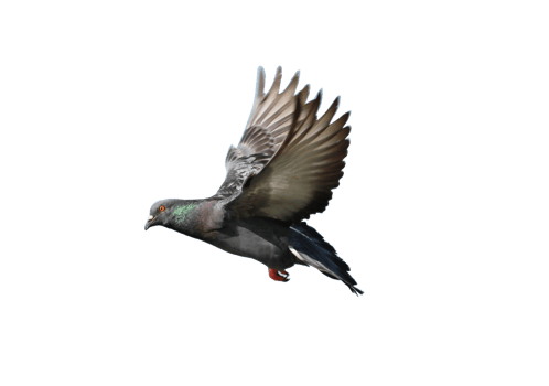 Pigeon flying on transparent background - PNG