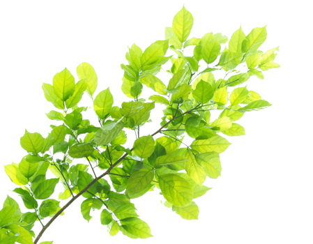 Green leaves and branches on transparent background png