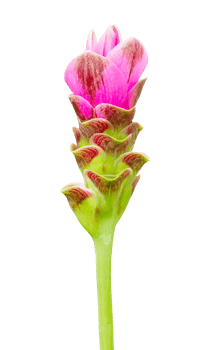 Pink Siam tulip flower isolated on transparent background png