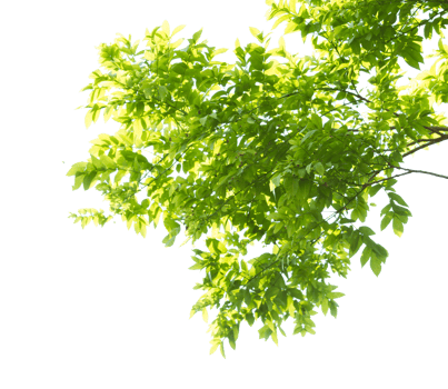 Green leaves and branches on transparent background png