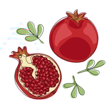 Pomegranate fruit. Color illustration of a red ripe pomegranate fruit whole and half vector