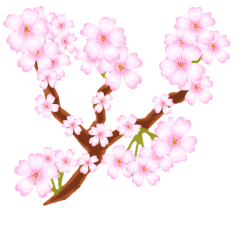cherry blossom design png