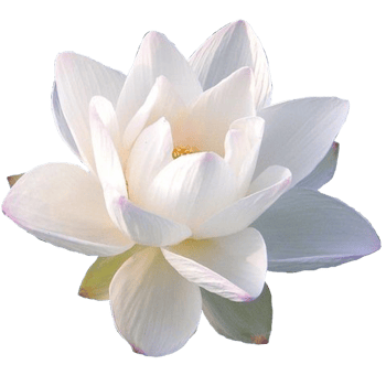 Nelumbo nucifera flower png