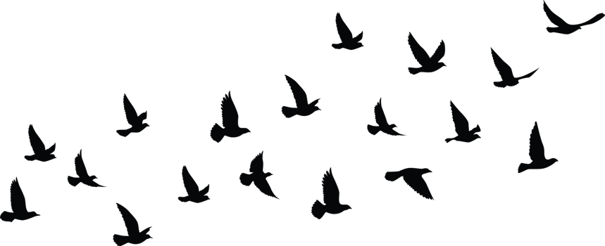 Flying birds silhouettes pattern wallpaper. PNG transparent. isolated bird flying. tattoo design. template for card, package, and wallpaper.
