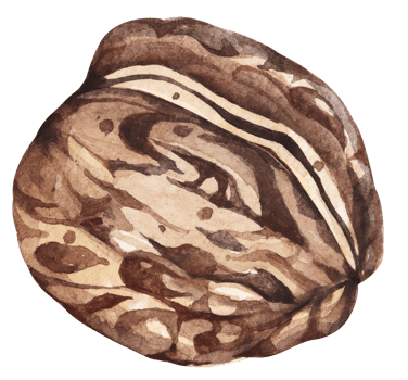 Watercolor walnut.Grain protein. png
