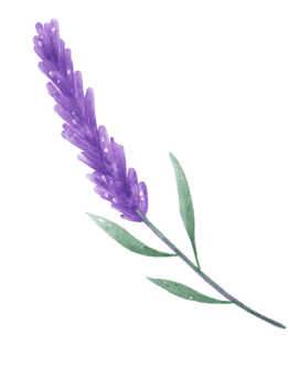watercolour purple lavender flower hand painting illustration png