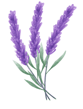 watercolour purple lavender flower hand painting illustration png