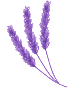 watercolour purple lavender flower hand painting illustration png