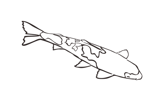 Koi Fish With transparent background png