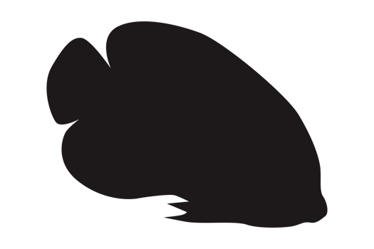 Sea Fish Silhouette On Transparent Background png