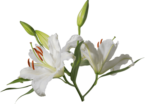 Lily flower cutout on transparent background. png