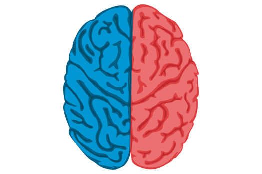 Human Brain With Transparent Background png