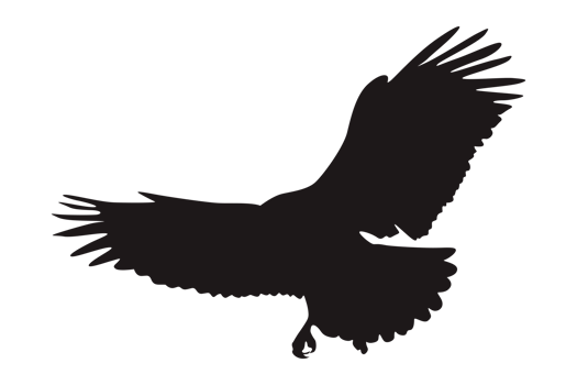 Animal - Flying Eagle Silhouette png
