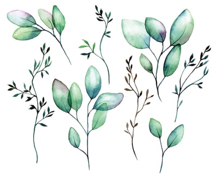 watercolor drawing. set of transparent eucalyptus leaves. green transparent eucalyptus leaves isolated on white background. clipart vector